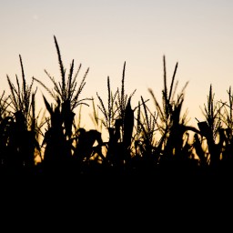“Os vários significados de Outubro”