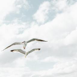 O Brasil e a consolidação da paz