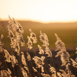 Nossa reunião de 24 de fevereiro de 2021: Visita oficial do governador 2020-21 aos clubes de Niterói