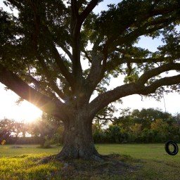 “O quão resilientes nós somos”