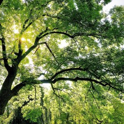 Meio ambiente vira área de enfoque