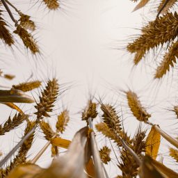A importância da ética